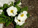 polyanthus